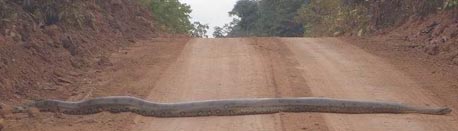 This is big snake!